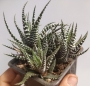 Хавортия (Haworthia fasciata)