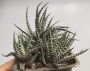 Хавортия (Haworthia fasciata)