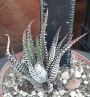 Хавортия (Haworthia fasciata)
