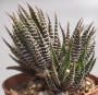 Хавортия (Haworthia fasciata)