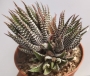Хавортия (Haworthia fasciata)