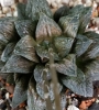 Хавортия (Haworthia Gensekai)