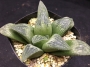 Хавортия (Haworthia Hisame)