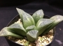 Хавортия (Haworthia Hisame)
