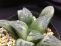 Хавортия (Haworthia Hisame)