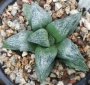 Хавортия (Haworthia Hisame)
