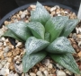 Хавортия (Haworthia Hisame)