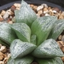 Хавортия (Haworthia Hisame)