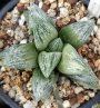 Хавортия (Haworthia Hisame)