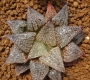 Хавортия (Haworthia Hwamigani)