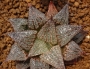 Хавортия (Haworthia Hwamigani)