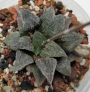 Хавортия (Haworthia Hwamigani)