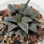 Хавортия (Haworthia Hwamigani)