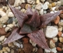 Хавортия (Haworthia Hwamigani)