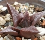 Хавортия (Haworthia Hwamigani)