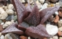 Хавортия (Haworthia Hwamigani)