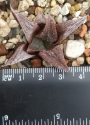 Хавортия (Haworthia Hwamigani)