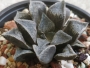 Хавортия (Haworthia hybrid)
