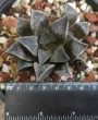 Хавортия (Haworthia hybrid)