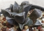 Хавортия (Haworthia hybrid)