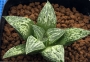 Хавортия (Haworthia Ksaze-no-koibito ハオルチア 風の恋人 カキ仔)