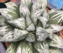 Хавортия (Haworthia Ksaze-no-koibito ハオルチア 風の恋人 カキ仔)