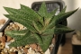 Хавортия (Haworthia limifolia variegata)