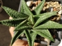 Хавортия (Haworthia limifolia variegata)