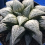 Хавортия (Haworthia Love Lady ハオルチア ラブリーレディ大株)
