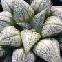 Хавортия (Haworthia Love Lady ハオルチア ラブリーレディ大株)