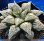 Хавортия (Haworthia Love Lady ハオルチア ラブリーレディ大株)