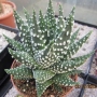 Хавортия (Haworthia margaritifera multiperlata)
