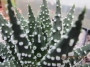 Хавортия (Haworthia margaritifera multiperlata)