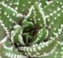 Хавортия (Haworthia margaritifera multiperlata)