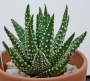 Хавортия (Haworthia margaritifera multiperlata)