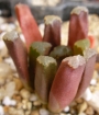 Хавортия (Haworthia maughanii hybrid)