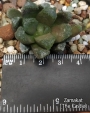 Хавортия (Haworthia maughanii hybrid)