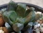 Хавортия (Haworthia maughanii hybrid)