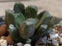Хавортия (Haworthia maughanii hybrid)