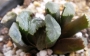 Хавортия (Haworthia maughanii hybrid)