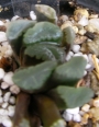 Хавортия (Haworthia maughanii hybrid)
