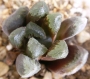 Хавортия (Haworthia maughanii hybrid)