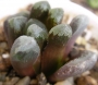 Хавортия (Haworthia maughanii hybrid)