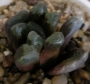 Хавортия (Haworthia maughanii hybrid)