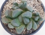 Хавортия (Haworthia maughanii hybrid)