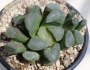 Хавортия (Haworthia maughanii hybrid)