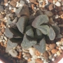 Хавортия (Haworthia maughanii hybrid)