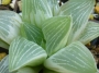 Хавортия (Haworthia Milky Way)