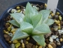 Хавортия (Haworthia Milky Way)