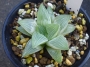 Хавортия (Haworthia Milky Way)